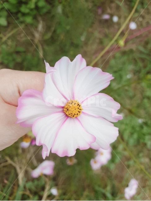 꽃,감성사진,봄,가을,감성,플라워