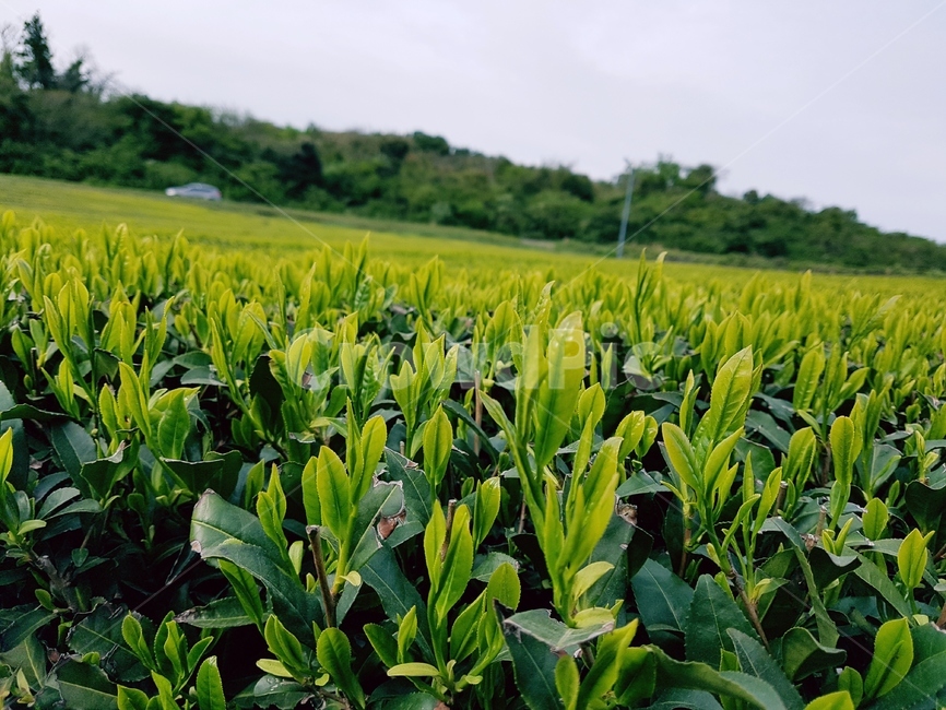 녹차,녹차밭,밭,녹색밭,차,tea,녹찻잎,녹차잎,녹차이파리,tealeaves,green