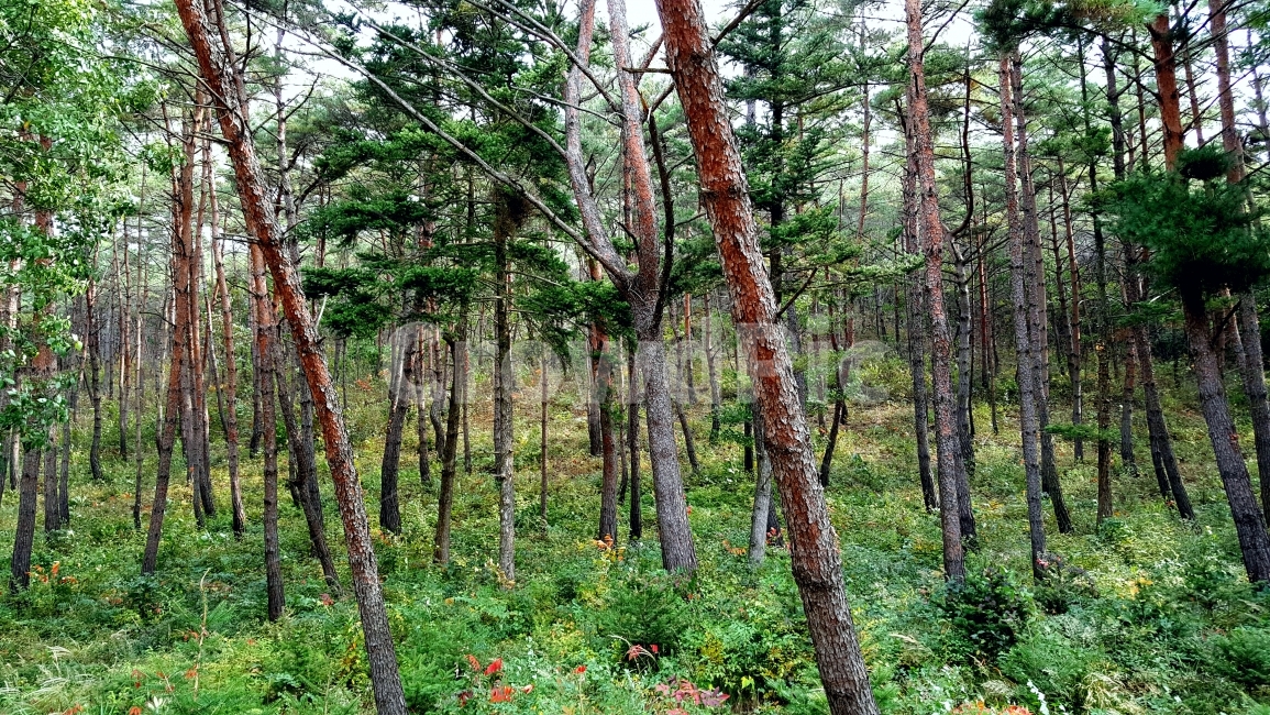 침엽수,침엽수림,소나무,숲,소나무숲,자연,초록,녹색,자연,풍경,nature,landscape,식물,plants,나무,trees,wood,plant,tree,tree trunk,나무 줄기