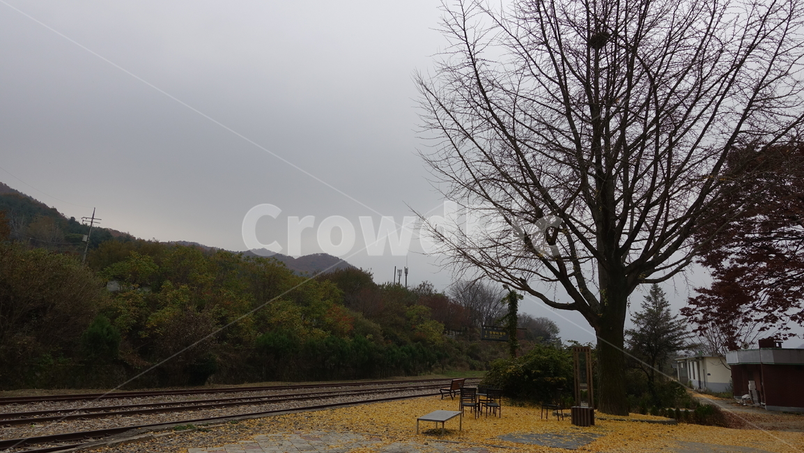 철도,나무,plant,식물,tree,가을,rail,철로,기차역,기찻길,구둔역,양평,은행잎,은행나무