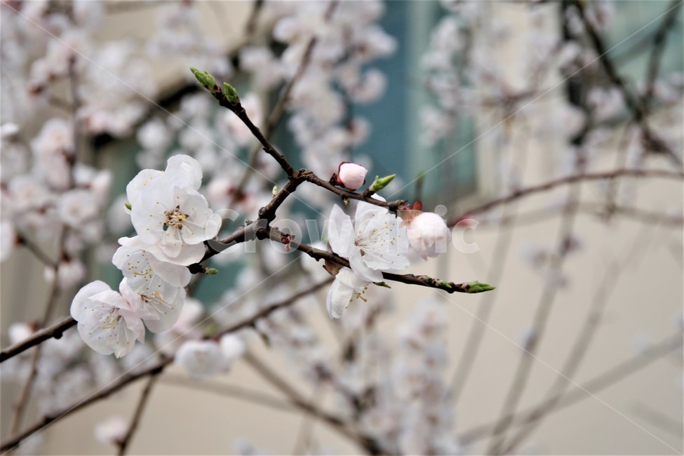 벚꽃,봄,벚꽃나무,벚꽃놀이,꽃,식물,봄,계절,spring,season,식물,자연,plants,nature,꽃,flower,plant,blossom