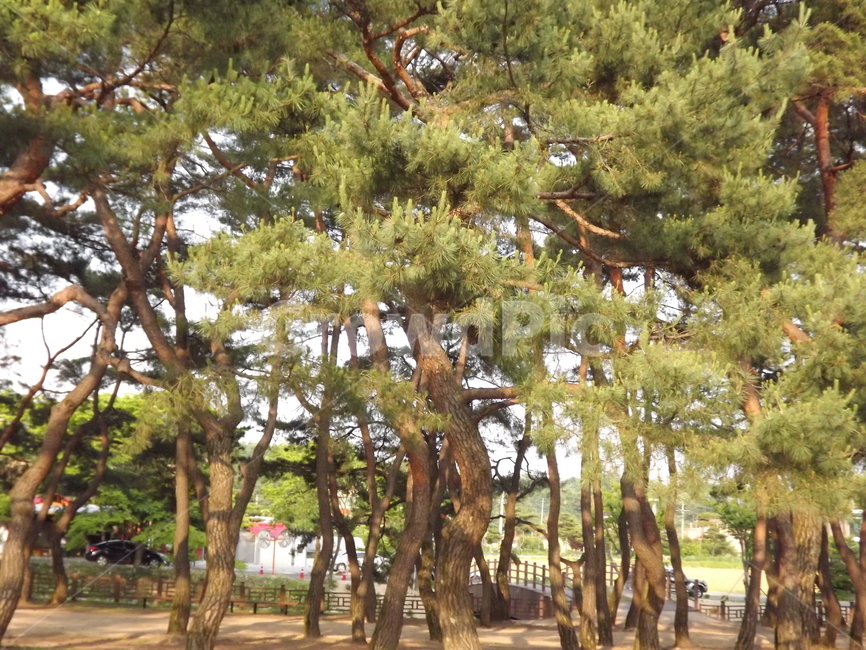 의림지,숲,소나무,나무,유원지,제천,자연,풍경,nature,landscape,tree,plant,식물