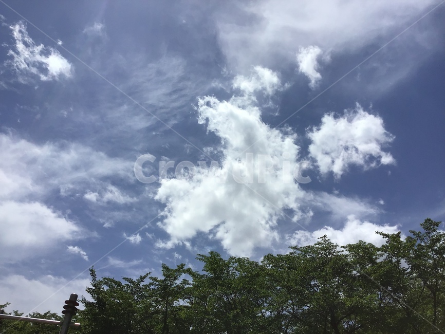 숲,푸른하늘,구름,cloud,forest,sky,blue