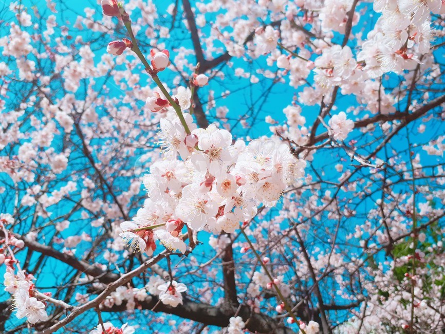 봄,벛꽃,풍경,cherryblossom,april,봄,계절,spring,season,식물,자연,plants,nature,꽃,flower,plant,blossom