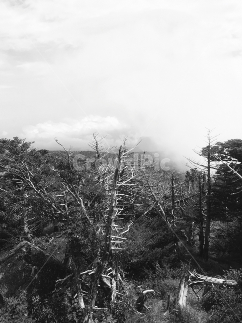 흑백,제주도,한라산,나무,고산지,구름,자연,풍경,nature,landscape,한국자연풍경,한국자연경관,korea nature landscape,제주도,jeju,jeju island,흑백,모노톤,monochrome,black and white,outdoors,옥외