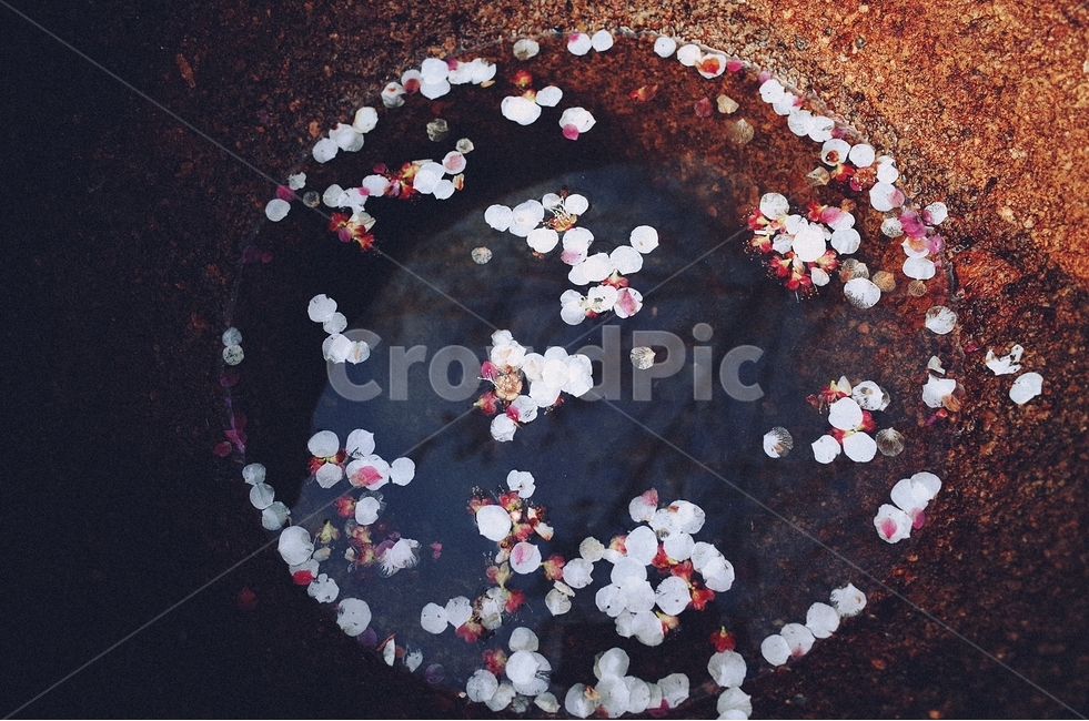 매화,봄꽃,3월,꽃잎,반영,감성,식물,자연,plants,nature,꽃,flower,감성,sensible,feeling