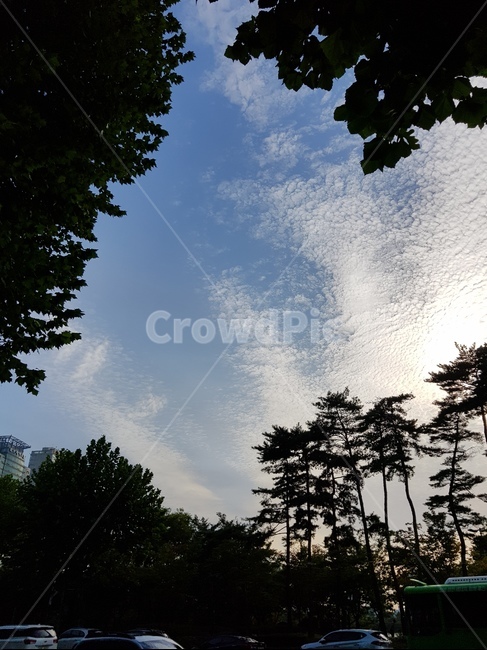 하늘,나무,자연,풍경,구름,오후,도시,햇살,자연,풍경,nature,landscape,tree,plant,식물