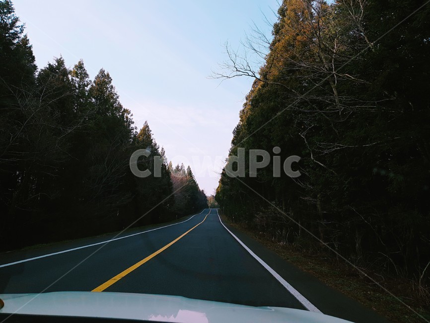 숲길,드라이브,경치,나무,차안,도로,제주도,한라산