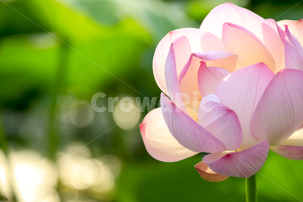 연꽃,꽃,꽃잎,밝음,여름,분홍,식물,자연,plants,nature,꽃,flower