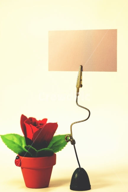 장미,조화,네임텍,메모,배경,무당벌레,화분,포트,rose,harmony,businesscard,nametec,memory,background,ladybug,flowerpot,명함,제품명,집게,스탠드