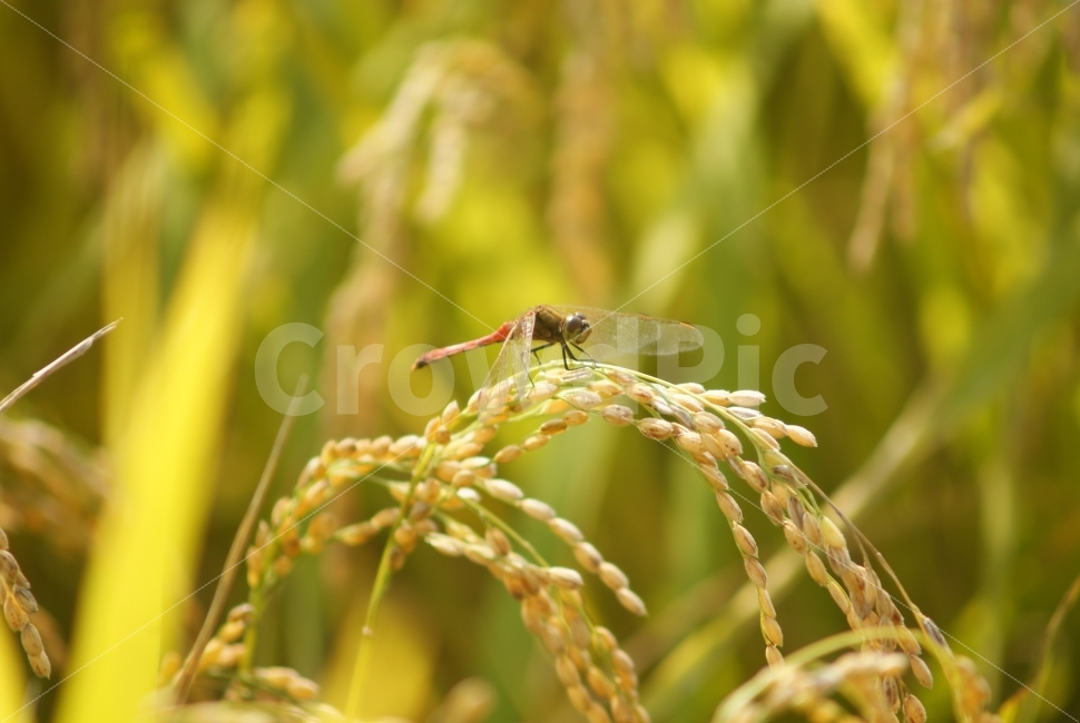 고추잠자리,가을,가을풍경,잠자리,벼,수확,가을,계절,fall,autumn,season,동물,animal,곤충,벌레,insect,bug,invertebrate,무척추 동물