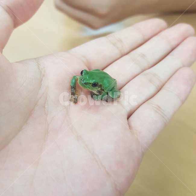 개구리,초록색,frog,동물,사람