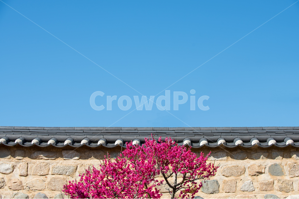 봄,봄꽃,매화,감성,경치,경관,색상,풍경,분홍,홍매화,자연,식물,spring,flower,nature,natural,landscape,담,담벼락,기와,담장,하늘,파랑,sky,청명,흙담,고궁,봄,계절,spring,season,한국전통,한국문화,korean traditional,korean culture,식물,자연,plants,nature,꽃,flower,나무,trees,wood,plant