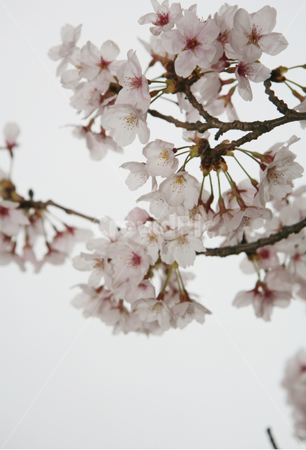 벚꽃,봄,꽃,나무,분홍,blossom,flower,감성사진,spring,season,계절,봄꽃,야외,식물,plant,cherryblossom