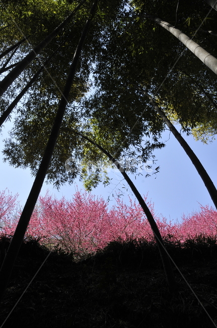 대나무,bamboo,대나무밑둥,대나무숲,광양매화축제,광양,큰대나무,홍매화대나무,홍매화,대나무홍매화