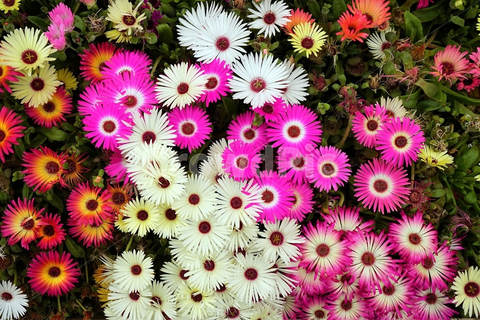 꽃,향기,아름다움,보라색,자연,flower,bloom,plant,nature,화려,화사,beautiful,식물,자연,plants,nature,꽃,flower