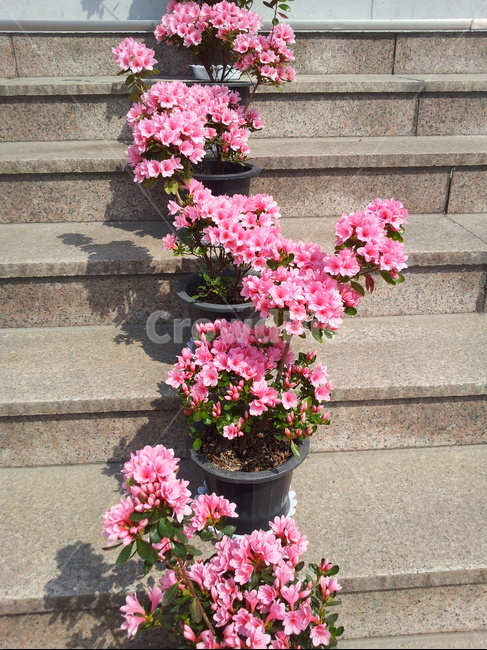 꽃,식물,flower,plant,철쭉,봄,식물,자연,plants,nature,꽃,flower