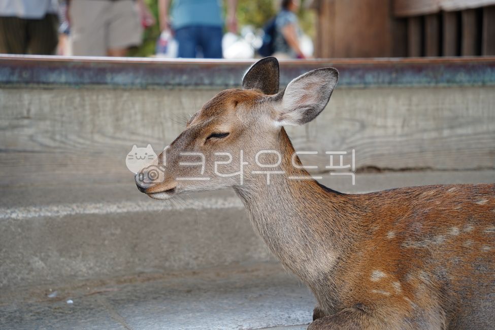 사슴,동물,나라공원,일본사슴공원,노루,사슴공원,공원,귀여운,일본,고라니,deer,nara,animal,japan
