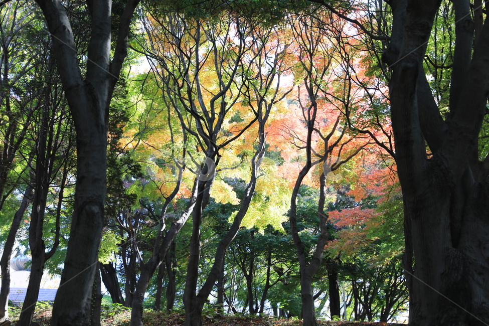 숲,공원,단풍,풍경,가을,가을,계절,fall,autumn,season,자연,풍경,nature,landscape,식물,plants,나무,trees,wood,tree,plant,tree trunk,나무 줄기