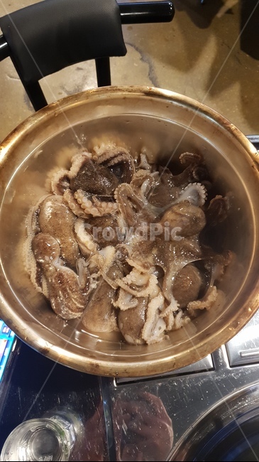 음식,수산물,회,주꾸미,제철