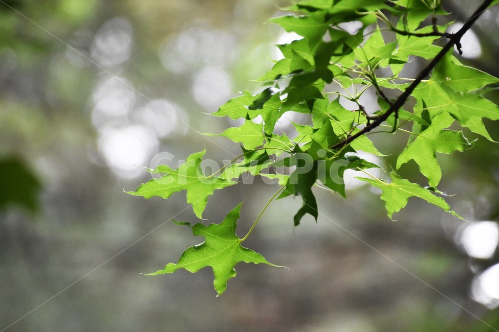 나뭇잎,식물,자연,역광,숲,식물,자연,plants,nature