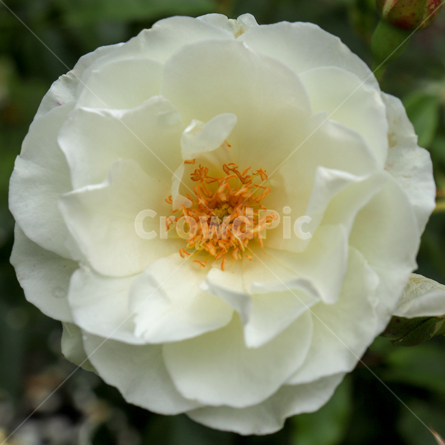 꽃,flower,장미,rose,장미꽃,꽃잎,whiterose,백장미