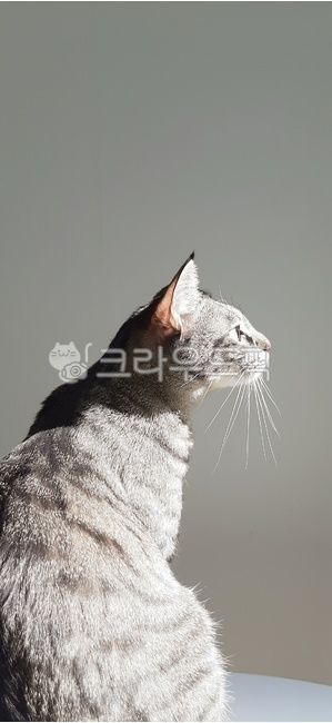 nose,profile,mustache,mackerel,pupil,light,mammal,cat,ear,animal,pet