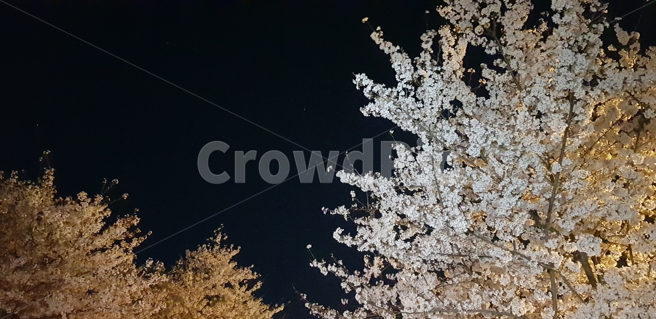 벚꽃,밤,꽃,봄,밤하늘,풍경,자연,야경,핑크,검정,어두운,봄,계절,spring,season,야경,밤,풍경,nightscape,night,landscape,nature,outdoors,옥외,ice,빙