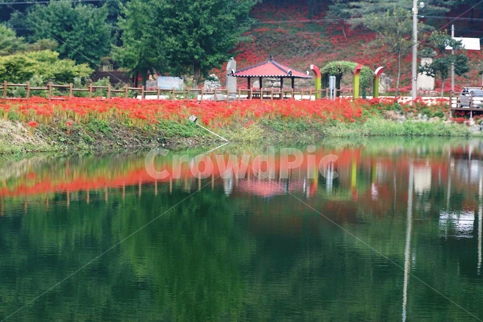 꽃,상사화,꽃무릇,자연,식물,가을,붉은꽃,flower,함평,용천사,nature,저수지,그림자,나무,자연,풍경,nature,landscape,한국자연풍경,한국자연경관,korea nature landscape,outdoors,옥외,water,물