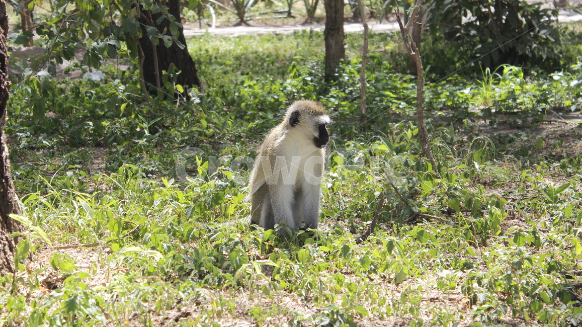 animal,동물,mammal,포유류,monkey,원숭이,wildlife,야생생물,아프리카,포유류,mammal