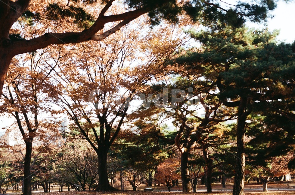 treetrunk,나무줄기,tree,나무,plant,식물,단풍,소나무,자연,nature,flim,가을,fall,autumn,fallseason