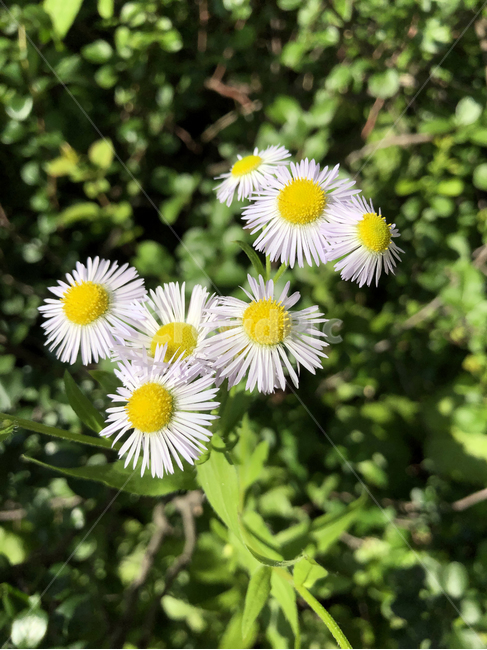 꽃,들꽃,들풀,개망초,계란꽃,야생초,야생화,flower,wildflower,annualfleabane