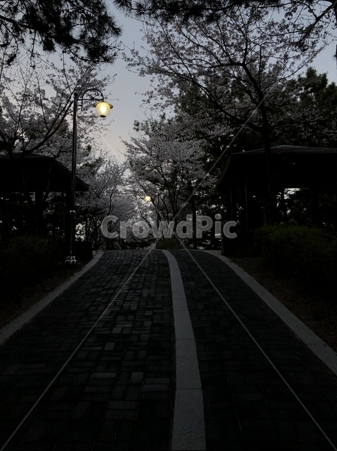 봄,벚꽃,가로등,저녁,나무,언덕길,산,정자,풍경,봄,계절,spring,season,path,통로,walkway,보도,sidewalk,pavement,포장