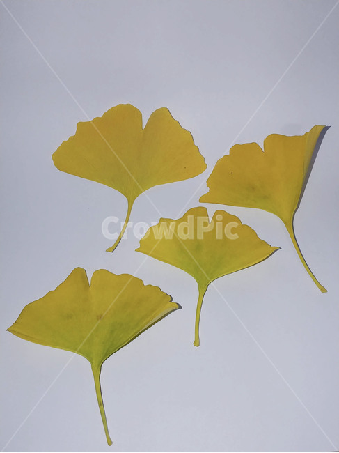 단풍잎,나뭇잎,가을,잎,낙엽,식물,autumn,leaf,leaves,maple,fall,plant,계절,season,가을,계절,fall,autumn,season,식물,자연,plants,nature
