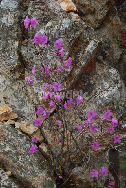 팔봉산,바위,야생화,한국명산,봄,봄,계절,spring,season,식물,자연,plants,nature,꽃,flower,geranium,제라늄,plant,blossom