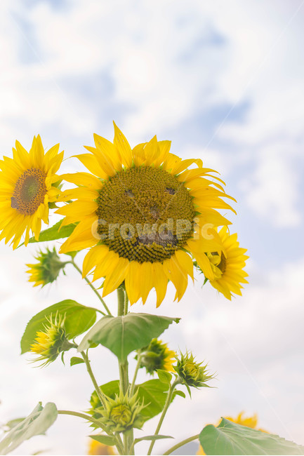 해바라기,sunflower,꽃,꽃밭,노랑,노란색,yellow,green,초록색,하늘,구름,cloud,sky,blue,하늘색,초록,여름,summer