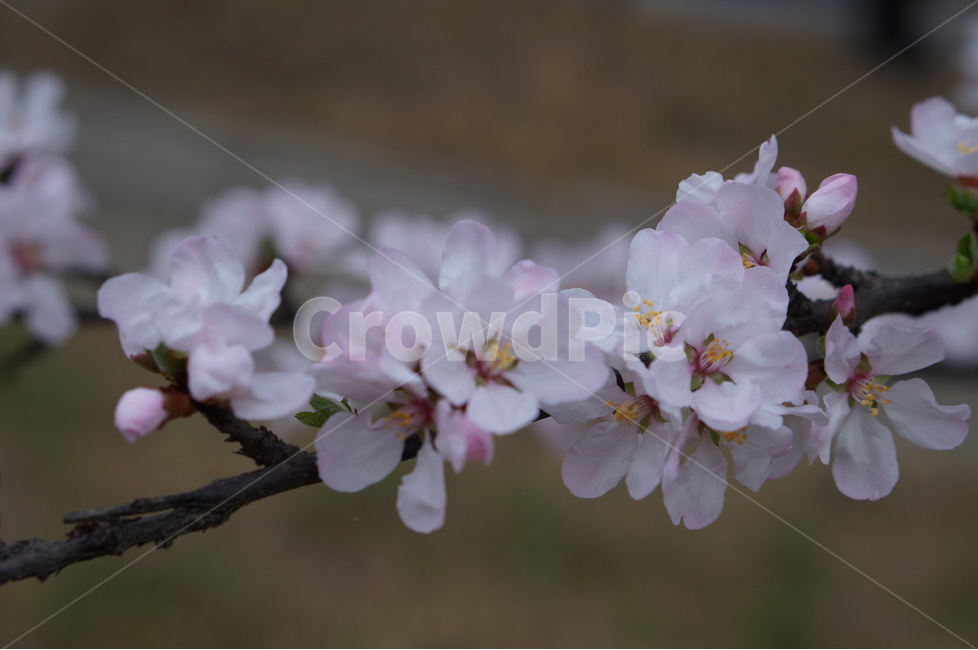 매화,봄,연핑크,길가,저녁,맑음,봄,계절,spring,season,식물,자연,plants,nature,꽃,flower,plant,blossom