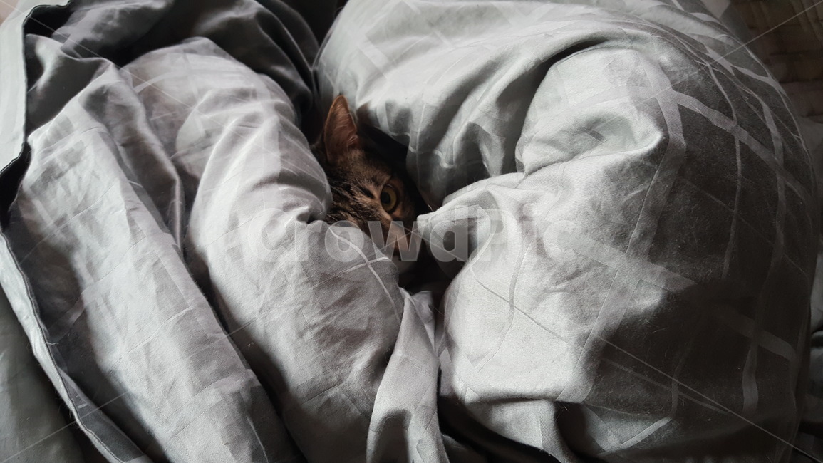 고양이,이불,포근함,집고양이,코숏,동물,animal,포유류,mammal,고양이,cat,kitten,kitty
