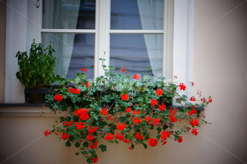 plant,flower,창가,식물,화분,꽃,붉은꽃,감성사진
