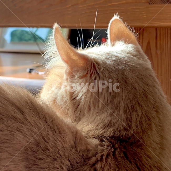 animal,동물,pet,애완동물,mammal,포유류,cat,고양이,반려동물,오후,햇빛,햇볕,동물,animal,포유류,mammal,고양이,cat,kitten,kitty