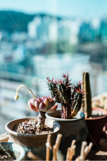 선반,다육,화분,흙,인테리어,미니선인장,식물,자연,plants,nature,실내용화초,화분,화초,house plant,감성,sensible,feeling,인테리어,실내디자인,interior design