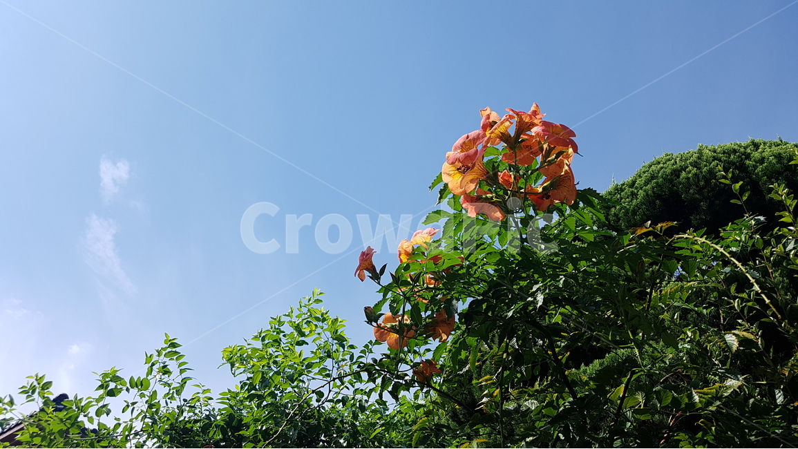 봄,spring,꽃,능소화,flower,식물,plant,날씨,weather,하늘,sky,봄,계절,spring,season,식물,자연,plants,nature,꽃,flower