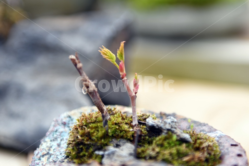식물,꽃,감성사진,자연,flower,꽃사진,봄,봄꽃,계절,감성,4월,spring,힐링,자연풍경,풍경,식물,자연,plants,nature