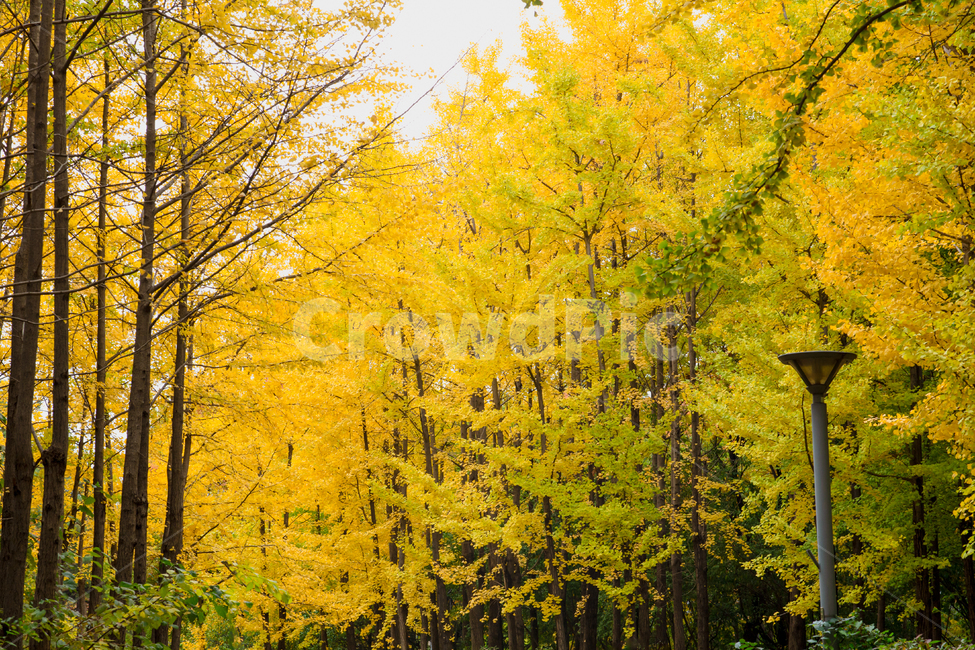 배경,가을빛,가을색,단풍,단풍색,은행나무,가로수,공원,파크,낙엽,낙옆,나뭇잎,가을,늦가을,은행잎,풍경,자연,백그라운드,가을풍경,노랑,노란,노랑색,노란색,만추,계절,은행나무길,은행나무숲,숲,숲속,삼림,단풍시즌,아침,오전,초겨울,가을단풍,서울숲,autumn,plant,tree,식물,나무,ginkgo,가을,계절,fall,autumn,season,자연,풍경,nature,landscape