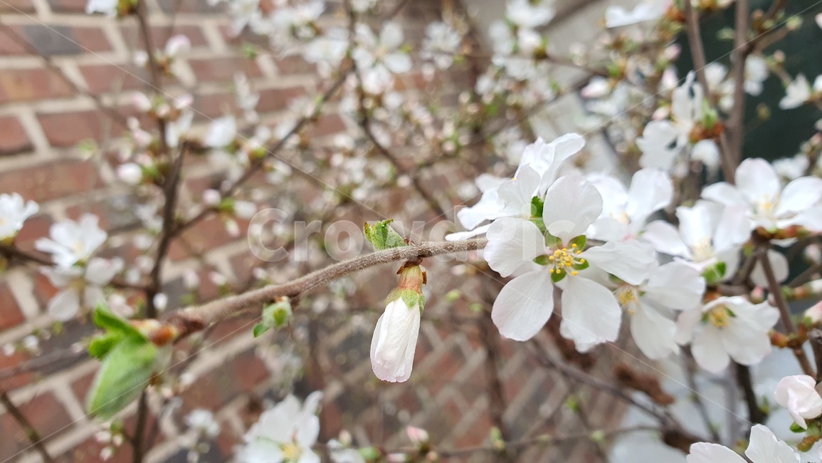 벽,plant,식물,blossom,flower,꽃,cherryblossom,벚꽃