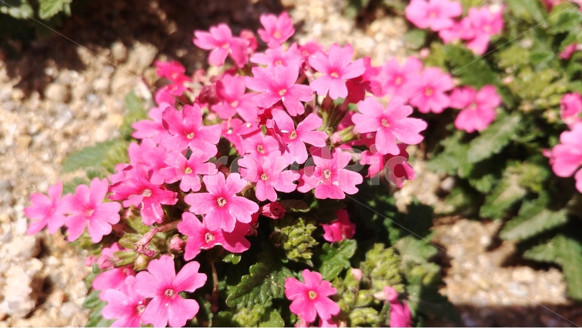 꽃,flower,pink,nature,plants,garden,spring,봄,핑크색꽃,자연,식물,식물,자연,plants,nature,꽃,flower