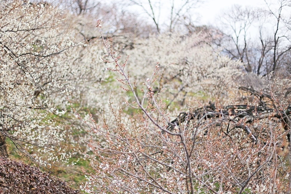 하동,경남하동,매화마을,매화축제,매화꽃,매화,꽃,flower,hadong,봄,계절,spring,season,자연,풍경,nature,landscape,plant,식물,blossom