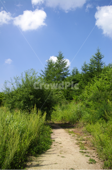 식물,자연,초록,여름,길,구름,하늘,나무,tree,plant
