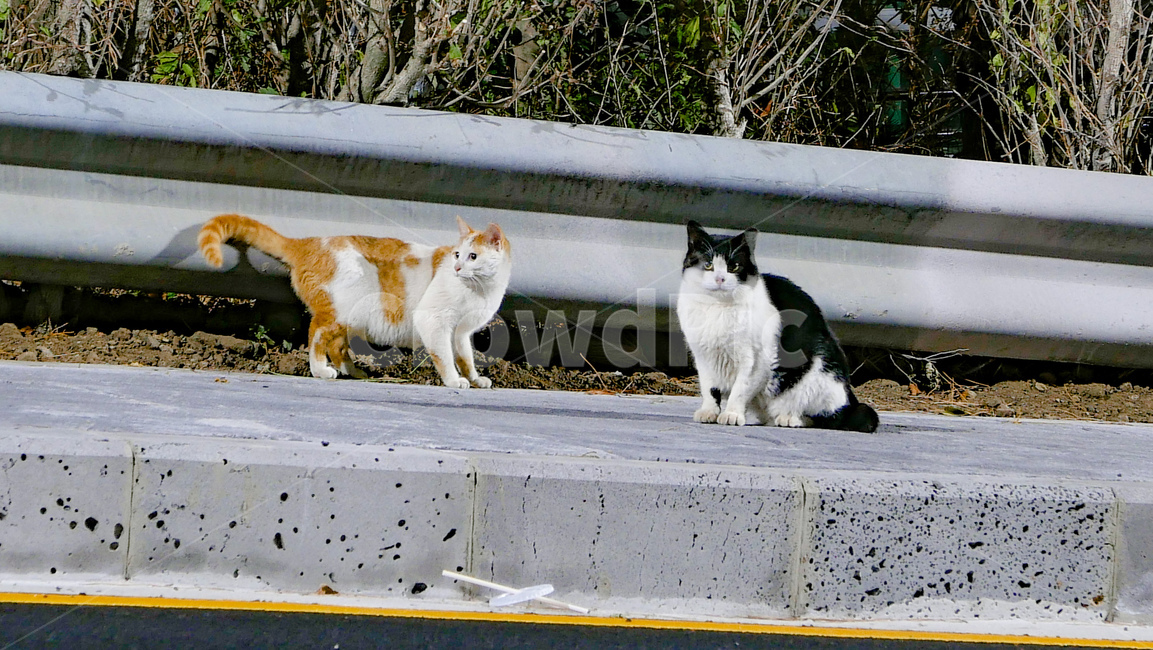 handrail,banister,난간,animal,동물,pet,mammal,포유류,cat,고양이,길냥이,동물,animal,포유류,mammal,고양이,cat,kitten,kitty