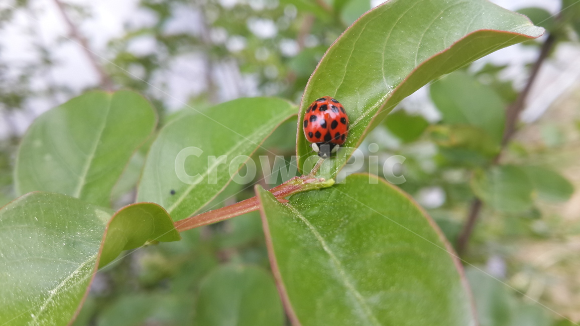 무당벌레,식물,자연,ladybug,봄,동물,animal,곤충,벌레,insect,bug